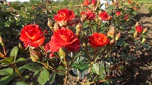 Почвопокровная роза ярко-красная Интернет магазин ross-agro.ru
