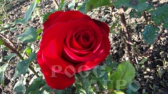 Роза чайно гибридная Селена