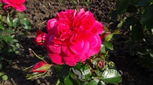 Почвопокровная роза розовая Интернет магазин ross-agro.ru