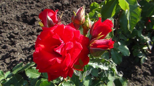 Почвопокровная роза розово-красная Интернет магазин ross-agro.ru