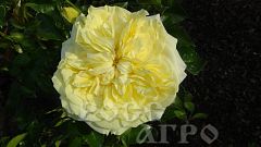 Роза английская The Pilgrim (Зе Пилгрим)