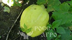 Саженцы айвы десертная