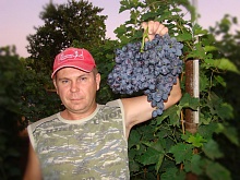 Саженцы столового винограда Гала. Интернет магазин ross-agro.ru