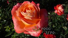 Роза чайно гибридная Хай Мэджик