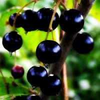 Саженцы смородины Гулливер