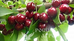 Саженцы черешни Удивительная