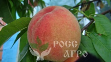 Саженцы персика Крымская осень