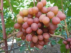 Саженцы винограда Гурман ранний