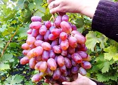 Саженцы винограда Юлиан