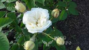 Почвопокровная роза белая Интернет магазин ross-agro.ru