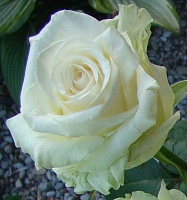 Роза чайно гибридная Доломите