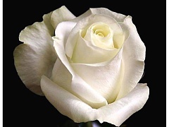 Роза чайно гибридная Проуд