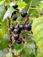 Саженцы смородины Легенда