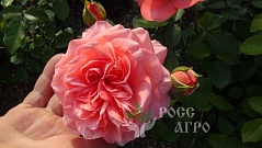 Роза клаймбер Розариум Ютерсен