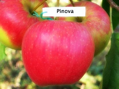 Саженцы яблони Пинова