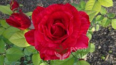 Роза чайно гибридная Ред интуишн, саженцы.