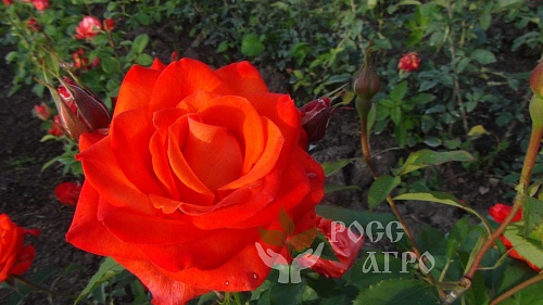 Роза спрей красная Интернет магазин ross-agro.ru