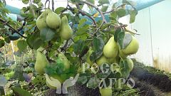 Саженцы груши Бере Жиффар