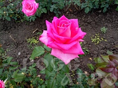 Роза чайно гибридная Топаз