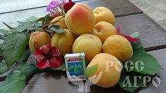 Саженцы абрикоса Июньский ранний
