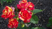 Роза спрей красная с желтым Интернет магазин ross-agro.ru