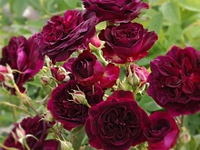 Миниатюрная роза тёмно красная, махровая, саженец. Интернет магазин ross-agro.ru