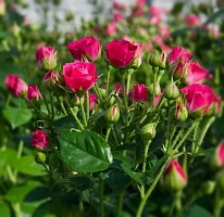 Миниатюрная роза малиновая, саженец. Интернет магазин ross-agro.ru