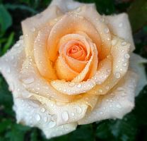 Розы чайно гибридные Клер Океан, саженцы