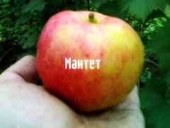 Саженцы яблони Мантет