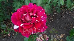 Роза чайно гибридная Абракадабра