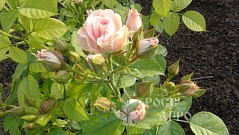 Роза кустовая мелкоцветковая розовая